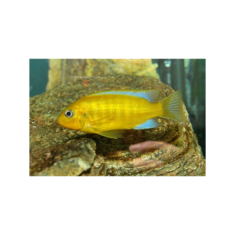 Metriaclima (Pseudotropheus) barlowi, Malawi, pyszczaki - 1