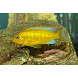 Metriaclima (Pseudotropheus) barlowi, Malawi, pyszczaki - 1