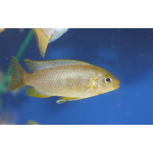 Metriaclima (Pseudotropheus) barlowi, Malawi, pyszczaki - 2