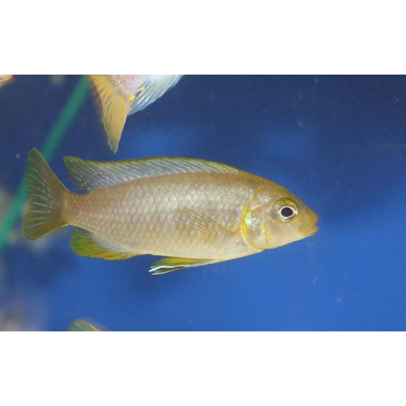 Metriaclima (Pseudotropheus) barlowi, Malawi, pyszczaki - 2