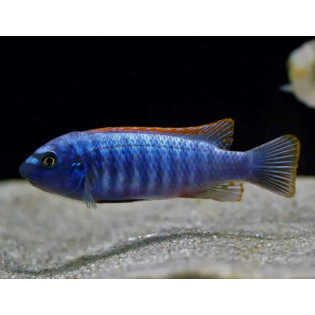 Labeotropheus trewavasae blue, Malawi, pyszczaki - 3
