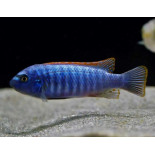 Labeotropheus trewavasae blue, Malawi, pyszczaki - 3