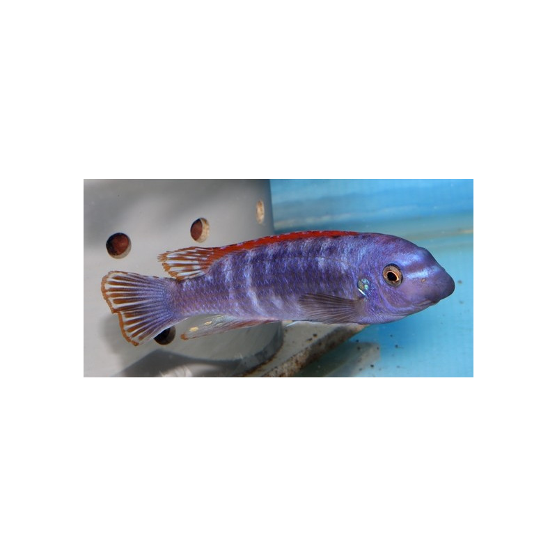 Labeotropheus trewavasae blue, Malawi, pyszczaki - 2