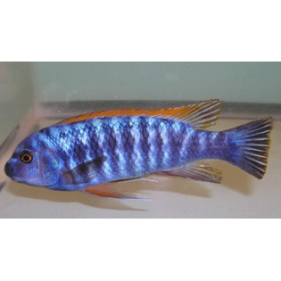 Labeotropheus trewavasae blue, Malawi, pyszczaki - 1