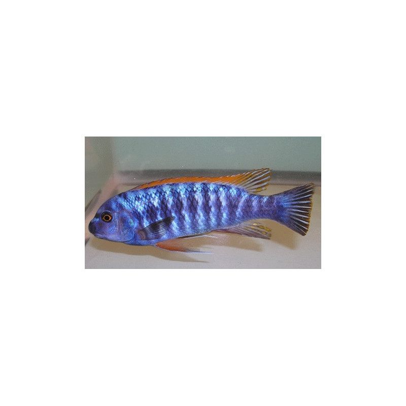 Labeotropheus trewavasae blue, Malawi, pyszczaki - 1
