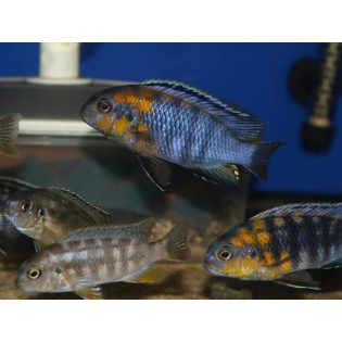 Tropheops sp. 'Red Cheek', Malawi, pyszczaki - 2