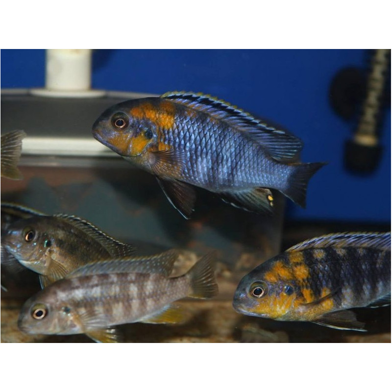 Tropheops sp. 'Red Cheek', Malawi, pyszczaki - 2