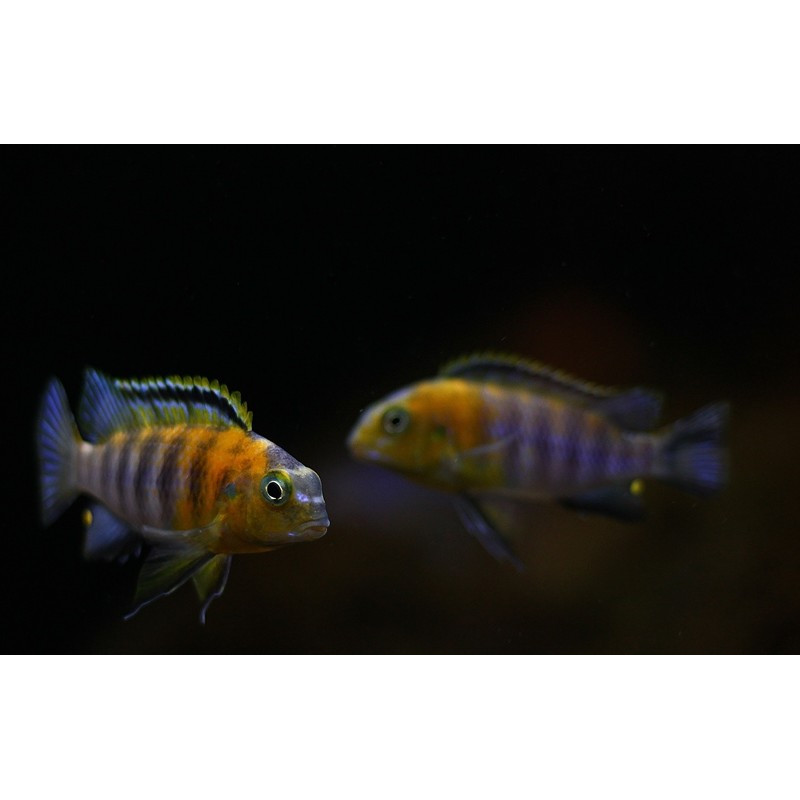 Tropheops sp. 'Red Cheek', Malawi, pyszczaki - 1