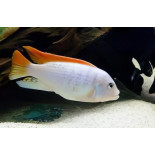 Albino Red Top Ice Blue Zebra (Maylandia greshakei), pyszczaki, Malawi - 1