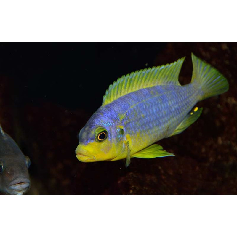 Pseudotropheus aurora , pyszczaki, Malawi - 2