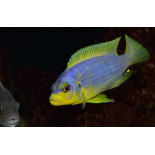 Pseudotropheus aurora , pyszczaki, Malawi - 2