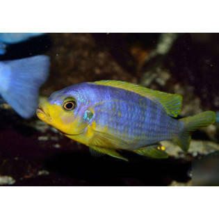 Pseudotropheus aurora , pyszczaki, Malawi - 1