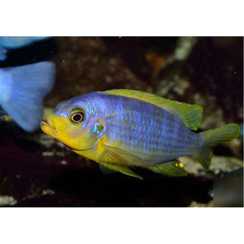 Pseudotropheus aurora , pyszczaki, Malawi - 1