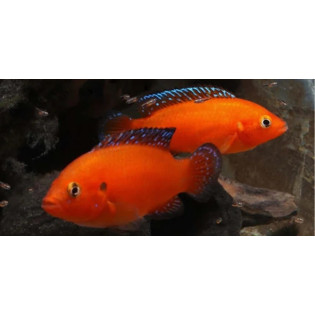 Hemichromis exsul (pielęgnica z jeziora Turkana), ryby biotopowe - 2