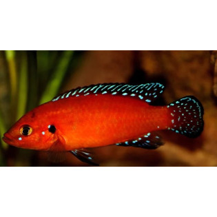 Hemichromis exsul (pielęgnica z jeziora Turkana), ryby biotopowe - 1