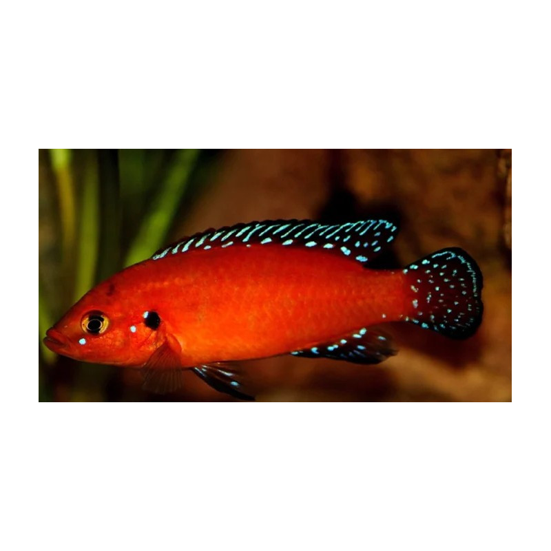 Hemichromis exsul (pielęgnica z jeziora Turkana), ryby biotopowe - 1