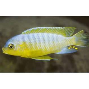 Pseudotropheus aurora , pyszczaki, Malawi - 2