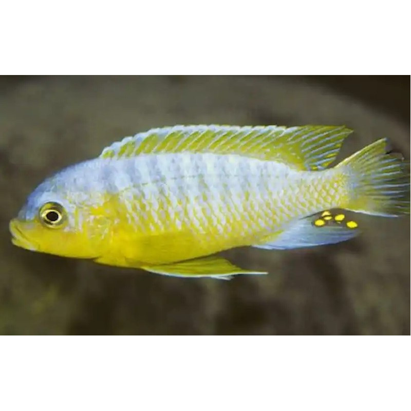 Pseudotropheus aurora , pyszczaki, Malawi - 2