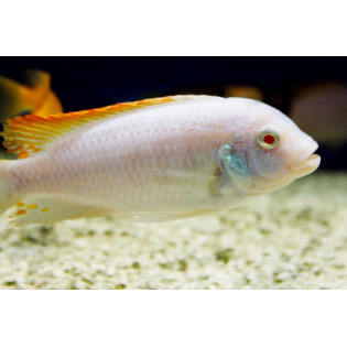 Maylandia greshakei  Albino Red Top Ice Blue Zebra (Maylandia greshakei) – Malawi - 1