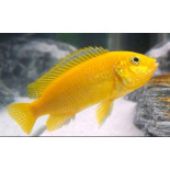 Labidochromis caeruleus electric 6-7 cm, pyszczaki, malawi, - 2