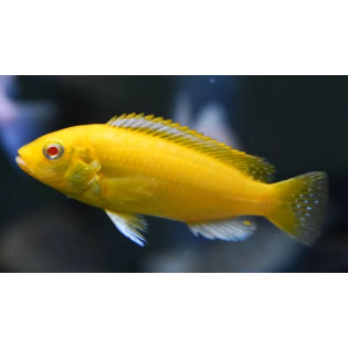 Labidochromis caeruleus electric 6-7 cm, pyszczaki, malawi, - 1