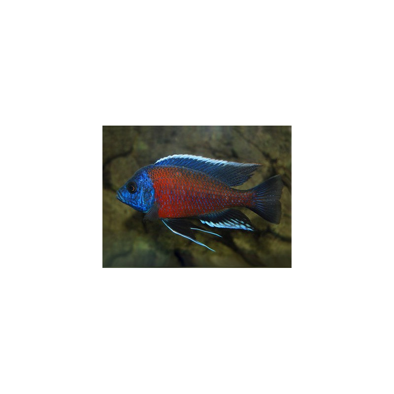 Copadichromis Borleyi, pyszczaki, malawi, - 4