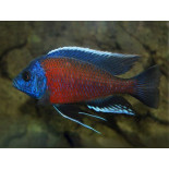 Copadichromis Borleyi, pyszczaki, malawi, - 4