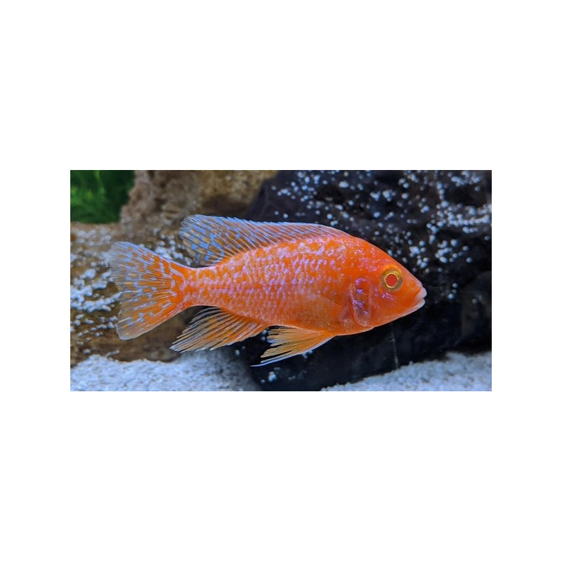 Aulonocara Strawberry Albino, pyszczaki, Malawi - 1