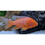 Aulonocara Strawberry Albino, pyszczaki, Malawi - 1