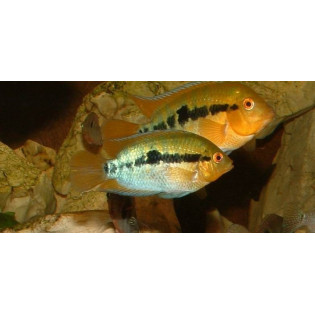 Herotilapia multispinosa, pielęgnica miodowa 2,5-3,5 cm - 1