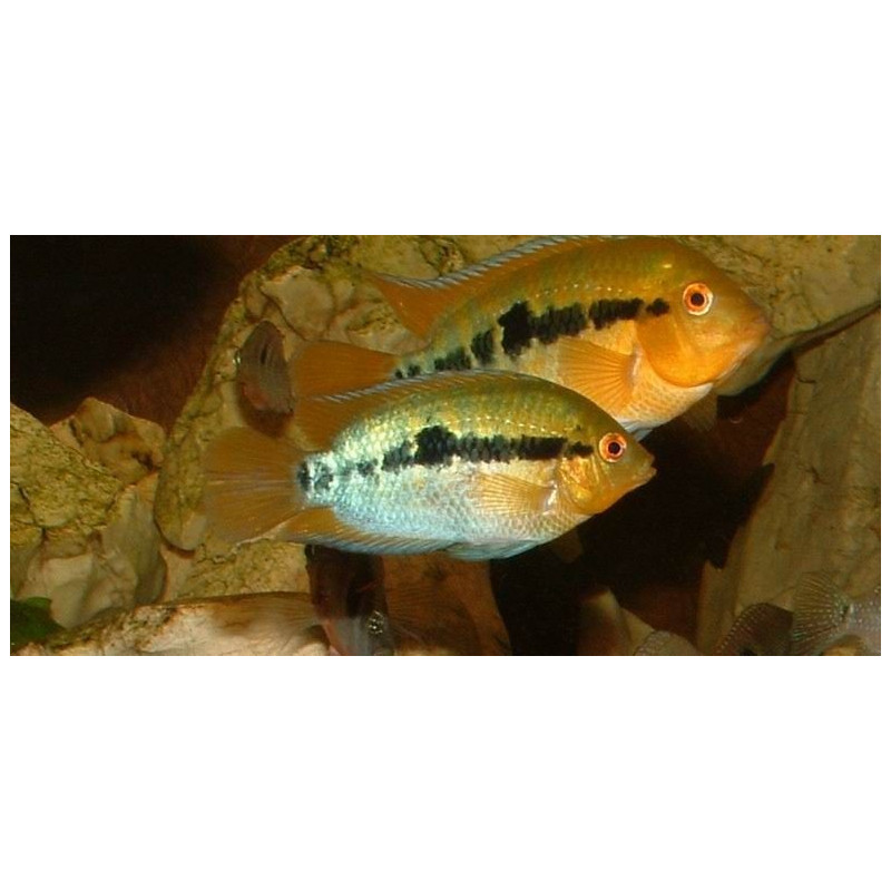 Herotilapia multispinosa, pielęgnica miodowa 2,5-3,5 cm - 1