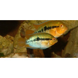 Herotilapia multispinosa, pielęgnica miodowa 2,5-3,5 cm - 1