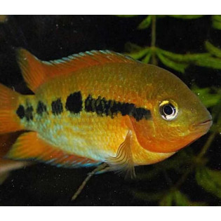 Herotilapia multispinosa, pielęgnica miodowa 2,5-3,5 cm - 1