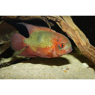 Pielęgnica szmaragdowa (Hypselecara temporalis)  4-5,5 cm - 1