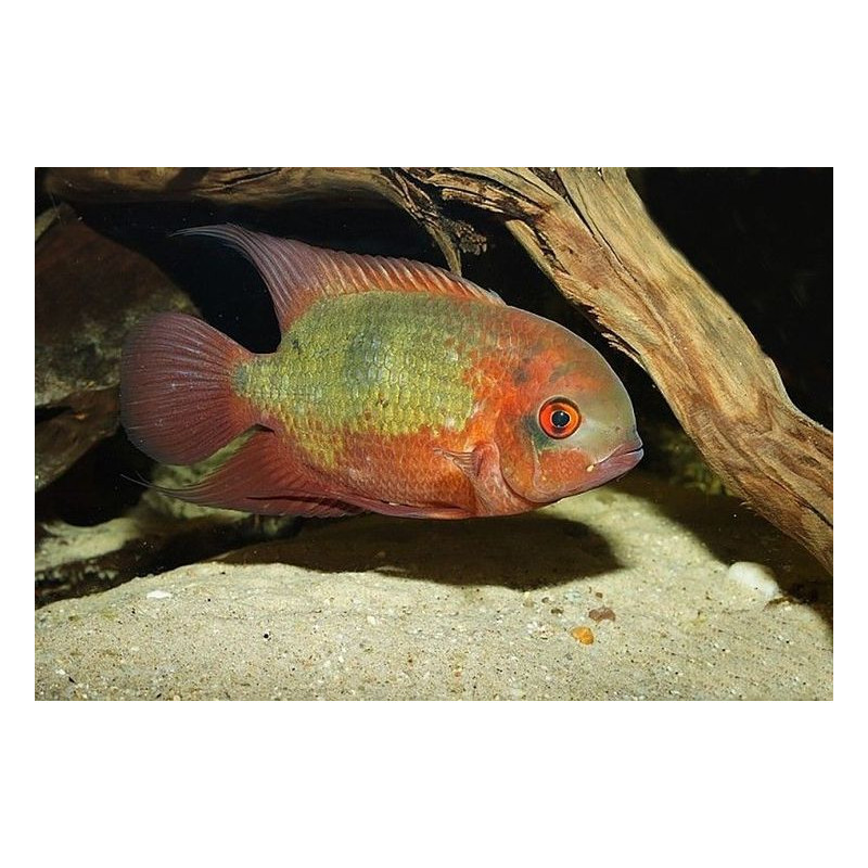 Pielęgnica szmaragdowa (Hypselecara temporalis)  4-5,5 cm - 1