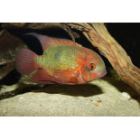 Pielęgnica szmaragdowa (Hypselecara temporalis)  4-5,5 cm - 1