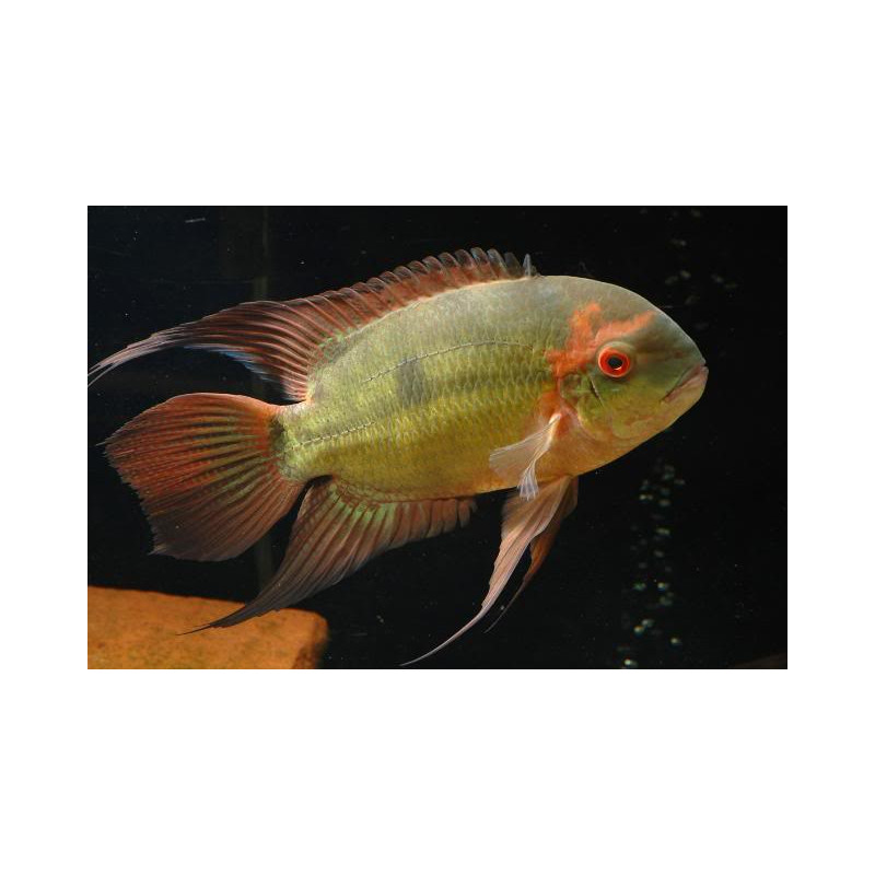 Pielęgnica szmaragdowa (Hypselecara temporalis)  4-5,5 cm - 2