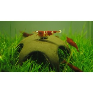 AQUA NOVA NANO shrimp start – 50mm. Ceramika. - 1 AQUA NOVA NANO shrimp start – 50mm. Ceramika. - 1