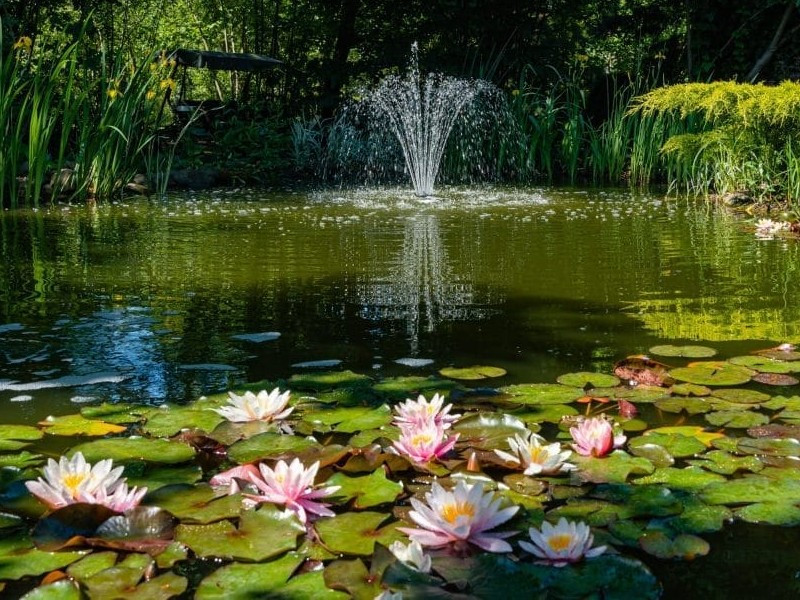 Oczko wodne , wiosenne porządki