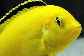 Jakie pyszczaki Malawi do akwarium 200 l?